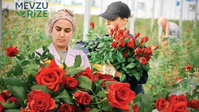 Devlet Destekli Sera Projesi ile İki Milyon Gül Yetiştirilecek!