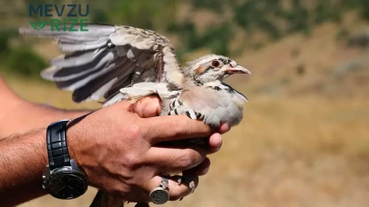 Kene Tehdidine Karşı Havadan Müdahale: Sivas'ta Bin Keklik Doğaya Salındı