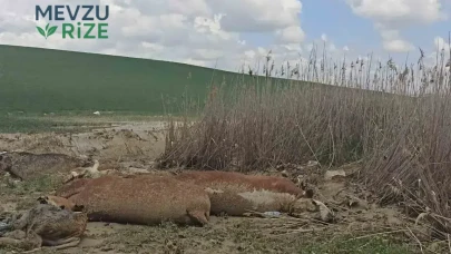 Kars Kağızman'da Sel Felaketi: Büyükbaş Hayvanlar Tehlikeye Girdi, 5 Hayvan Hayatını Kaybetti