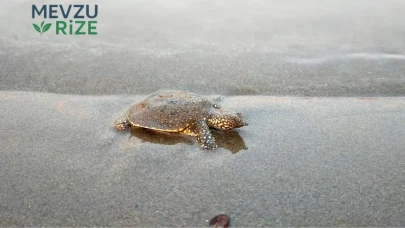 Akdeniz’in Dev Kaplumbağa Popülasyonu Tehlikede: Turistler Caretta Caretta'ları Kahvaltılıklarla Yanlış Besliyor!