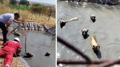 Gölette Tehlikede Kalan Dört Köpek, Vatandaşların Kahramanlığıyla Kurtarıldı!