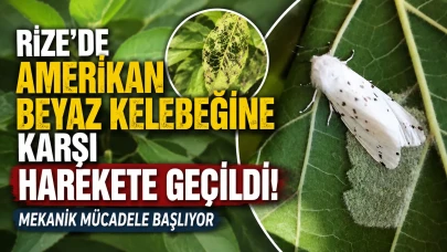 Rize'de Amerikan Beyaz Kelebeğine Karşı Harekete Geçildi! Mekanik Mücadele Başlıyor