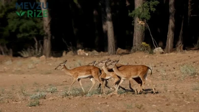 Destanlara İlham Olan Nesli Tükenmekte Olan Hayvanlara 5 Yavru Eklendi!