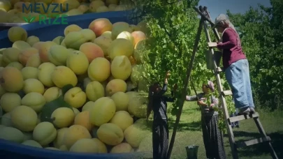 Iğdır'da Çiftçiler Üretim Beklerken Soğuk Hava Şoku: 120 Ton Yerine Sadece 4 Ton Hasat Elde Edildi!