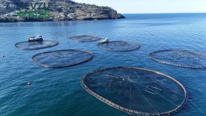 Ordu'da Kafes Balığı Üretimi: 28 Milyon Euro İhracat Geliri Elde Edildi!