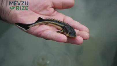 Yeşilırmak Nehri'nde 30 Bin Adet Değerli Balık Yavrusu Bırakıldı!
