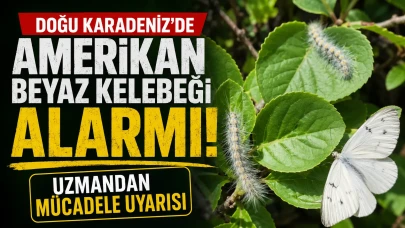 Doğu Karadeniz’de Amerikan Beyaz Kelebeği Alarmı: Uzmandan Mücadele Uyarısı