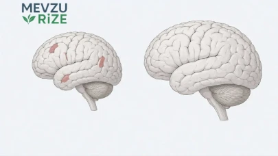 Bilim Dünyasından Şok Uyarı: Sıkça Yapılan Bu Alışkanlık, Beyin Hacmini Küçültüyor!