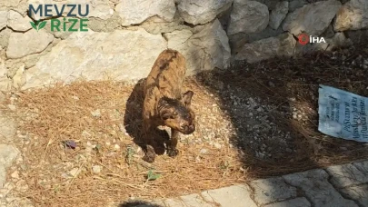 Yazır Mahallesi'ndeki Orman Yangınına Havadan ve Karadan Yoğun Mücadele Devam Ediyor!