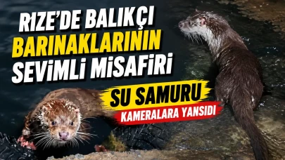 Rize'de Balıkçı Barınaklarının Sevimli Misafiri Su Samuru Kameralara Yansıdı