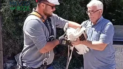 Tedavi Süreci Sonrasında Kurtarılan Leylek Yavrusu, Doğasına Kavuştu!