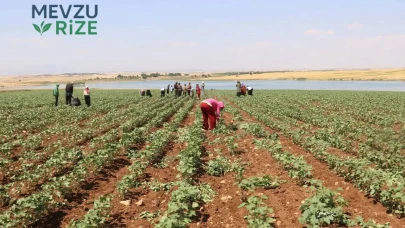 Tarımda Üretici Fiyatları Yükselişte: Sebze Fiyatları Yıllık Bazda Yüzde 60’ı Geçti!