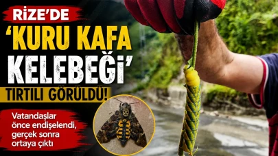 Rize'de 'Kuru Kafa Kelebeği' Tırtılı Görüldü: Vatandaşlar Önce Endişelendi, Gerçek Sonra Ortaya Çıktı