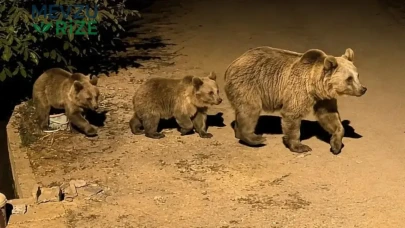 Yiyecek Peşinde Olan Ayı Ailesi İlçe Merkezine Rüzgar Gibi Girdi!