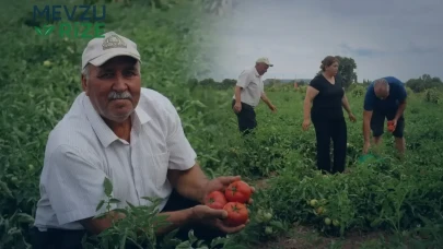 Kiralık Tarla Maliyetleri Üreticiyi Düşünüyor: Domates Fiyatları Ne Düzeyde?
