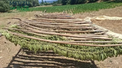 Türkiye'nin Üst Düzey Tütün Üretimi Tehlikede: Tarih Boyunca Eşsiz Bir Miras Yok Olma Eşiğinde!