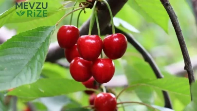 Kiraz Tüketimi Sonrası Peş Peşe Ölüm Vakaları: Tüyler Ürperten Olay!