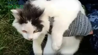 Cezaevine uyuşturucu taşıyan kurye kedi suçüstü yakalandı