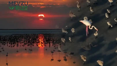Tuz Gölü'nde Tarihi Rekor: 12.800 Flamingo Yavrusu Hayata Merhaba Dedi!
