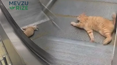 Metroda yürekleri ağza getiren olay! Kedi yürüyen merdivene sıkıştı