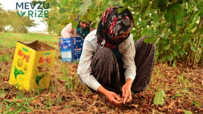 Fındık Hasadında Yeni Yevmiye Ücretleri Açıklandı!