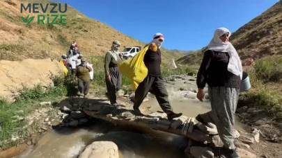Kızgın güneş altında halaylı süt mesaisi
