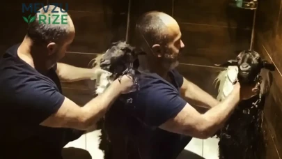 Sıcaktan Etkilen Keçisini Banyoda Rahatlattı!