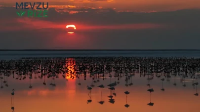 Tuz Gölü'nde Flamingo Sayısında Tarihi Zirveye Ulaşıldı!