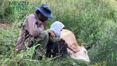 Yürekleri dağlayan anlar: Uçurumdan düşen inek için gözyaşları döken adam saatlerce yas tuttu
