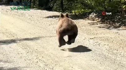 Bolu Yedigöller'de Ayının Aracın Yanında Yarıştığı Anlar Kameraya Yansıdı!