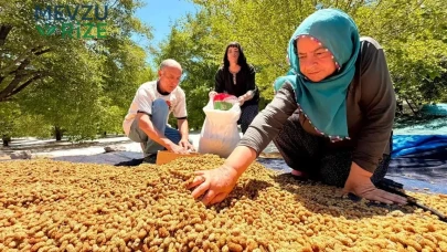 Geçen Yılın Kayıplarını Unutturacak: 40 Derecede Hasatlanan Tarım Ürünleri ile 600 Ton Bereket Beklentisi!