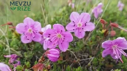 Artvin’in Eşsiz Dağ Gülü, Tiryal Dağı’nda Bahar Coşkusunu Yaşatıyor