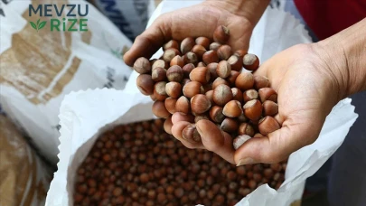 2026 Fındık Fiyatları: TMO’nun Alım Fiyatı Ne Olacak ve Açıklama Tarihi Belirlendi mi?