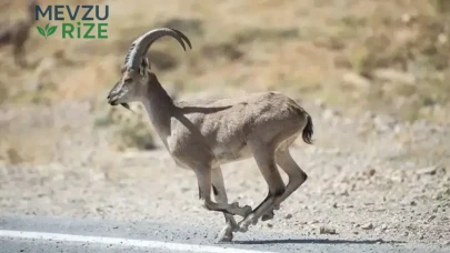 Korunan Yaban Keçisi Avlayan Kaçak Avcıya Rekor Hapis Cezası Verildi!