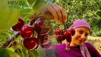 İhracatlık kirazda hasat mesaisi başladı ancak fiyatlar şok etti!