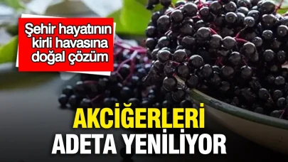 Şehirlerin Kirli Havasına Doğal Bir Çözüm: Akciğer Yenileyen Yöntemler!