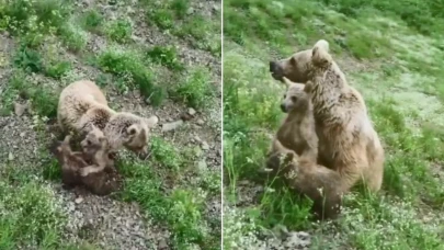 Ardanuç'ta Yiyecek Peşindeki Boz Ayı ve Yavrularının Kameralara Yansıyan Anları