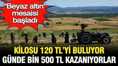 Beyaz Altın Üretimi Hızlandı: Kilo Fiyatı 120 Lira, Günlük Kazanç 1500 Lira