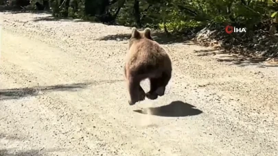 Bolu Yedigöller Yolunda Araçlarla Yarışan Ayı, Kameralara Yansıdı!