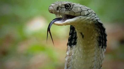 Çin'de Sel Felaketi Sonrası Kobra Tehdidi: 900 Yılan Çiftlikten Firar Etti!