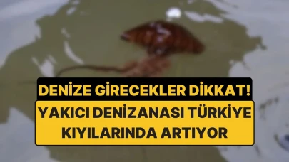 Deniz severler için uyarı: Türkiye Kıyılarında Pusula Denizanası Popülasyonu Yüzde 70 Oranında Artış Gösterdi!