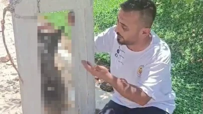 Hatay'da Şok Edici Olay: Çalınan Köpek Direğe Asılmış Halde Ölü Bulundu