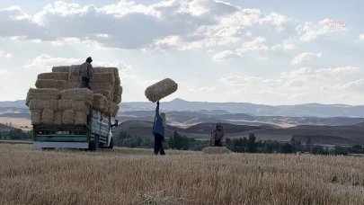 Yozgat'ta Hububat Hasadı Başarılı Olunca Saman Fiyatları Düşüşe Geçti!