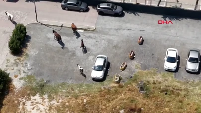 İstanbul Avcılar'da Serbest Dolaşan Yılkı Atları Halkta Endişe Yarattı