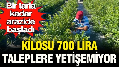Kilosu 700 Lira: Tarla Büyüklüğündeki Araziden Gelen Yoğun Talep Üretimi Zorluyor