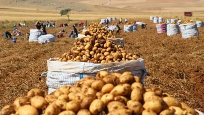 Patates Fiyatlarında Artış: Sandıklı'da Hasat Dönemi Başladı!