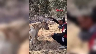 Seydikemer'deki Orman Yangını Rüzgarın Etkisiyle Hızla Yayılıyor: İtfaiye ve Kurtarma Ekipleri Yoğun Mücadele İçinde