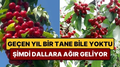 Tarihte Eşine Rastlanmayan Hasat Rekoru Kırıldı: Meyveler Ağaçları Ezip Geçti, Çiftçiler Sevinç İçinde!