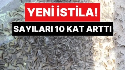 Tarımda Yeni Tehdit: Amerikan Beyaz Kelebeği, Vampir ve Kokarcalardan Sonra Alarm Zilini Çaldırıyor!