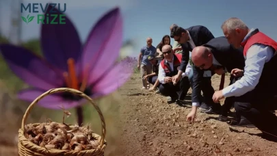 Yeni Sezon Safran Ekimi Başladı: Kilosu 600 Bin Lira Değerinde!